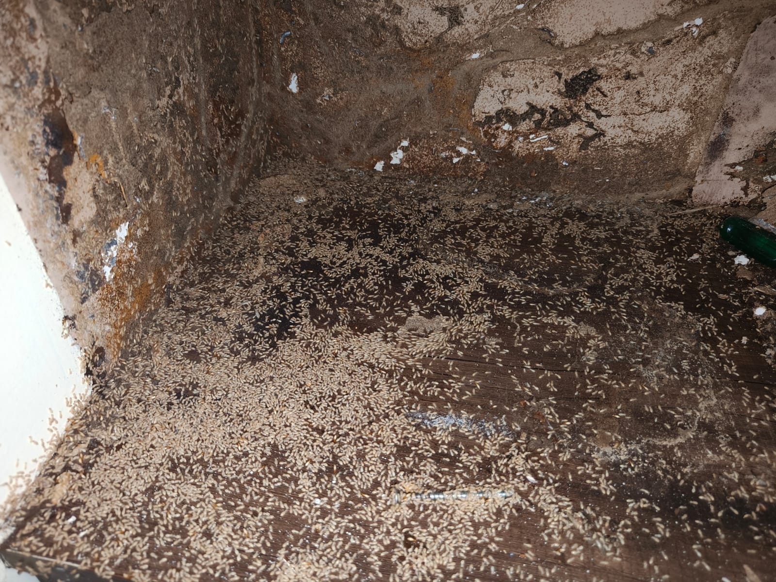 Mosquito Pest Control Services in West Mambalam