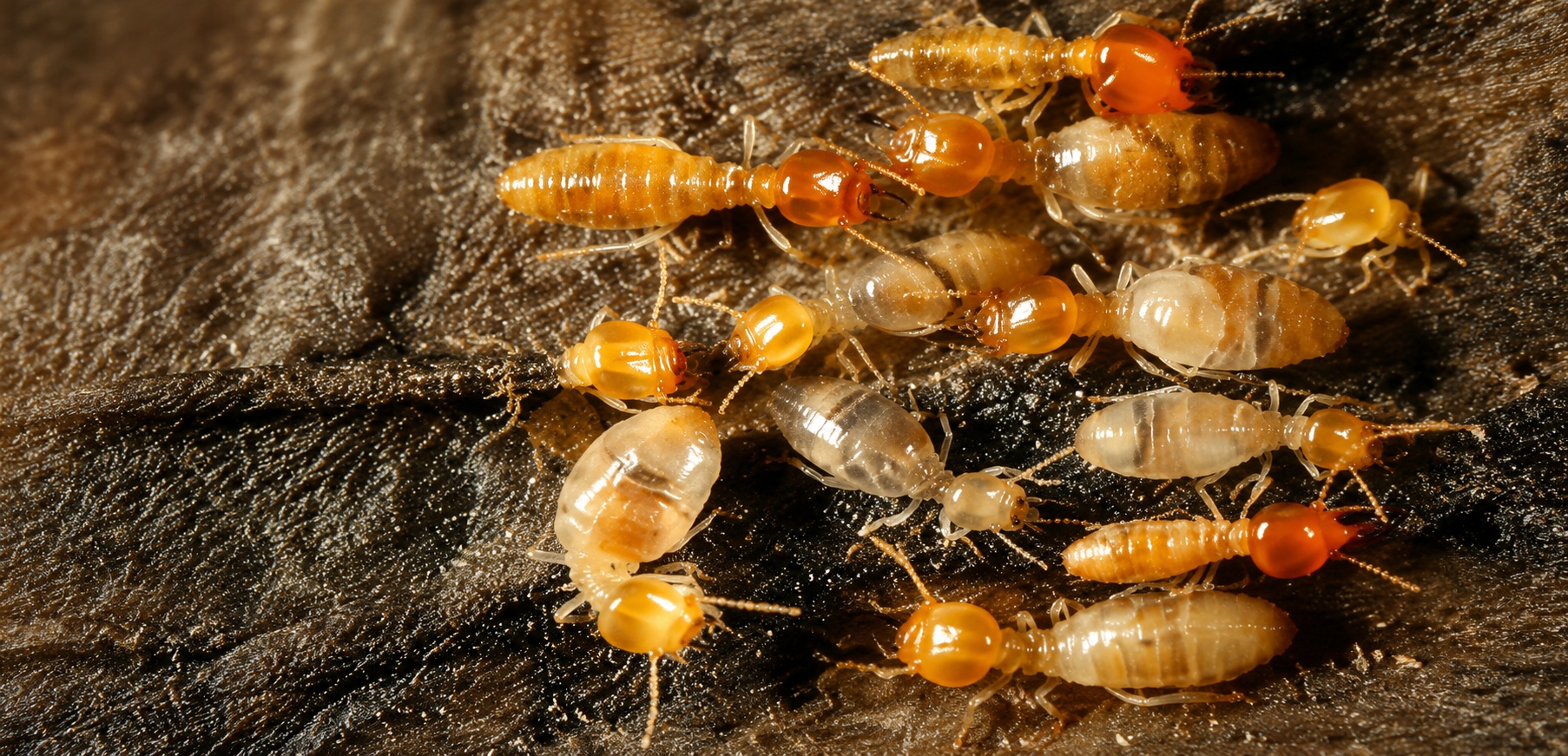 Termite Control Services in West Mambalam
