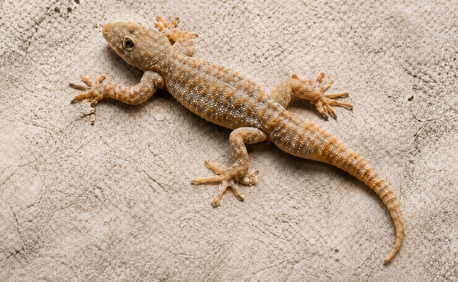 Lizard Pest Control Services in West Mambalam Lizard Control Services in West Mambalam